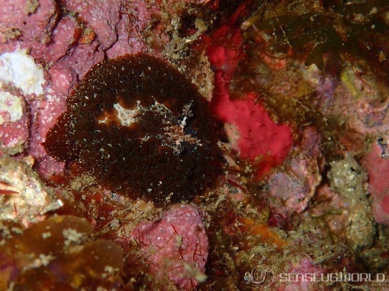 ショウジョウウミウシ Madrella ferruginosa