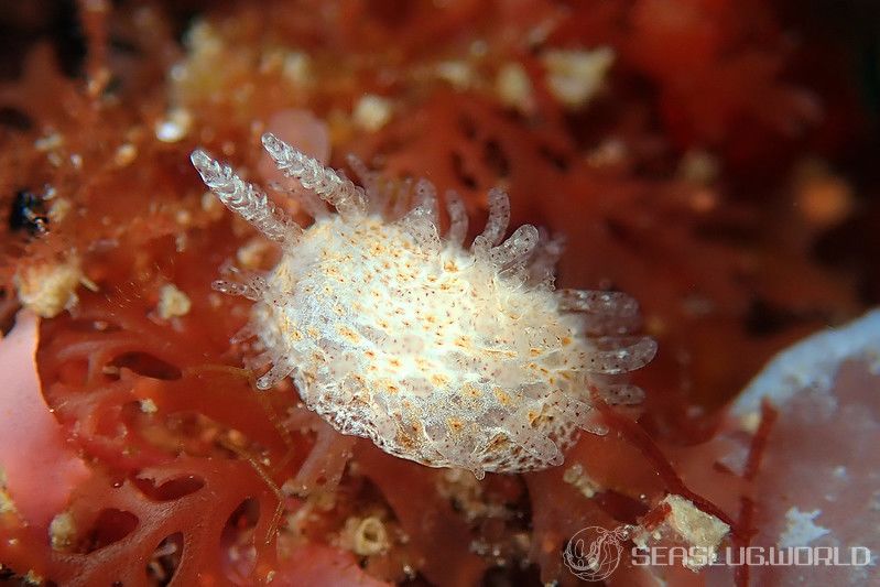 ナガヒゲイバラウミウシ Ceratodoris pilosa