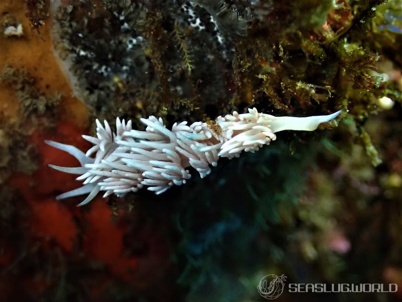 サクラミノウミウシ Sakuraeolis sakuracea