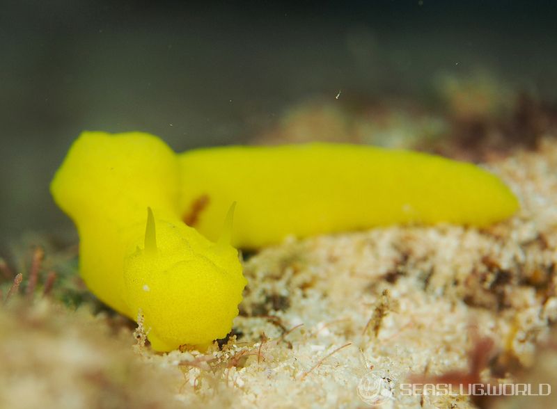 レモンウミウシ Notodoris citrina