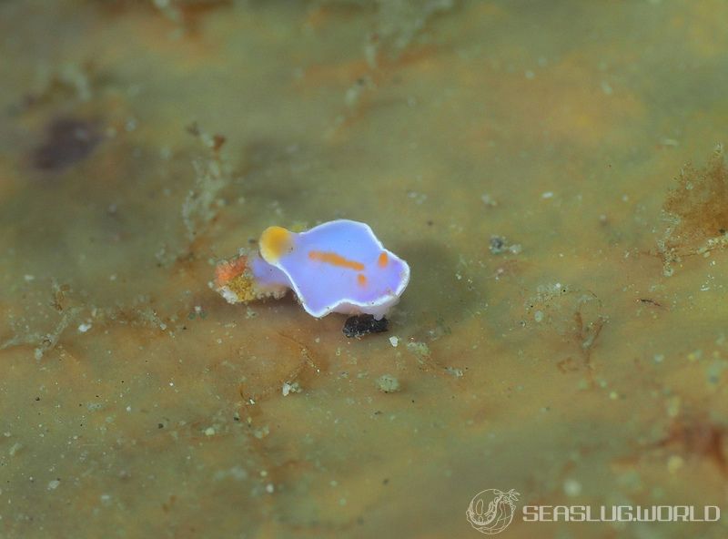 フタイロニシキウミウシ Ceratosoma bicolor