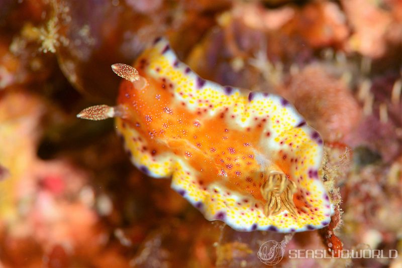 アカネコモンウミウシ Goniobranchus collingwoodi