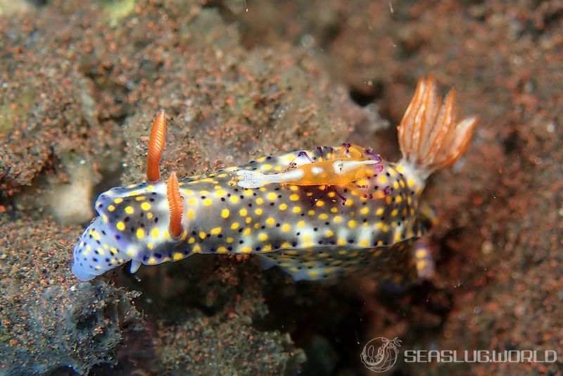 オダカホシゾラウミウシ Hypselodoris roo