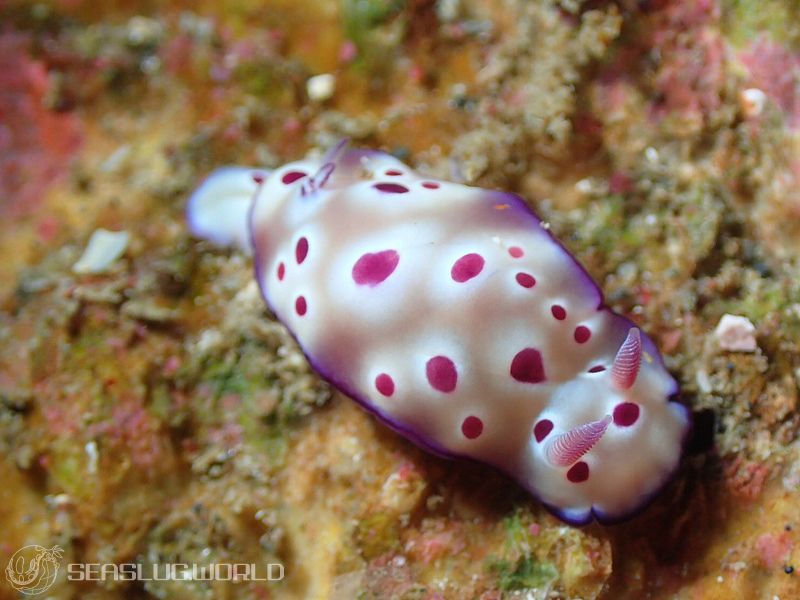 マダライロウミウシ Hypselodoris tryoni