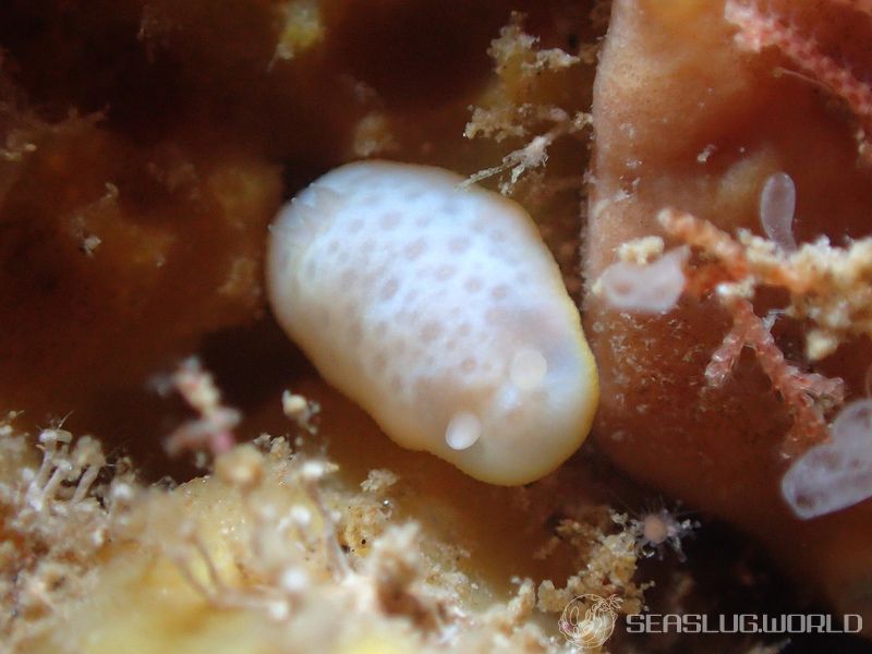 モンコウミウシ Chromodoris aspersa