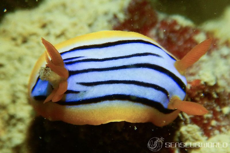 コールマンウミウシ Chromodoris colemani