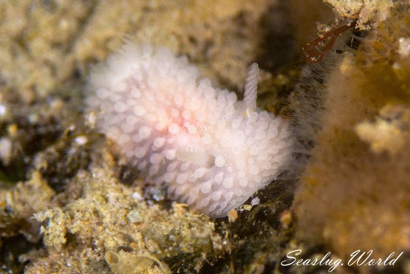 シロトゲウミウシ Onchidoris muricata