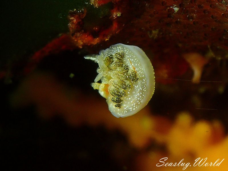 シャクジョウミノウミウシ Phidiana anulifera