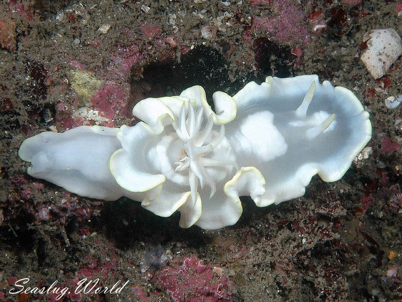 シロタエイロウミウシ Glossodoris buko