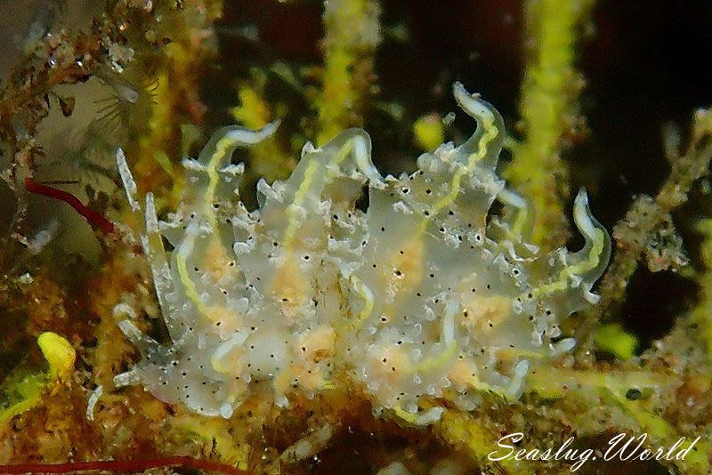 ジョオウミノウミウシ Eubranchus virginalis