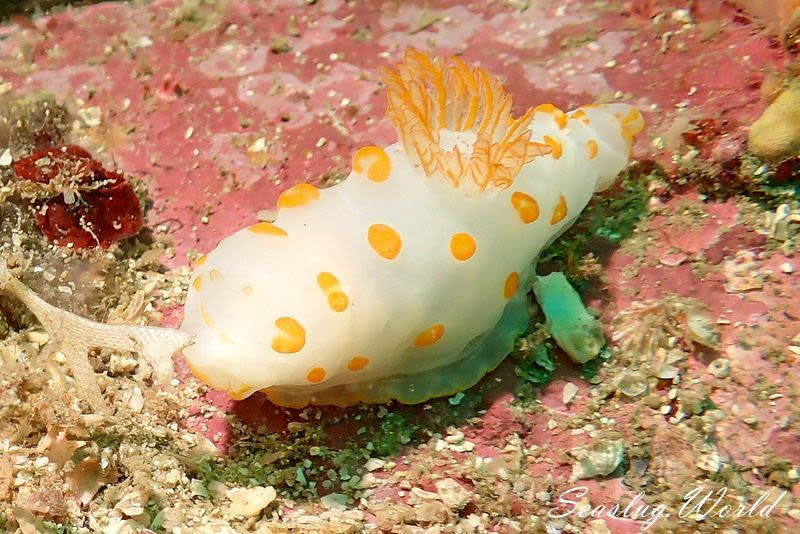 キイボキヌハダウミウシ Gymnodoris impudica