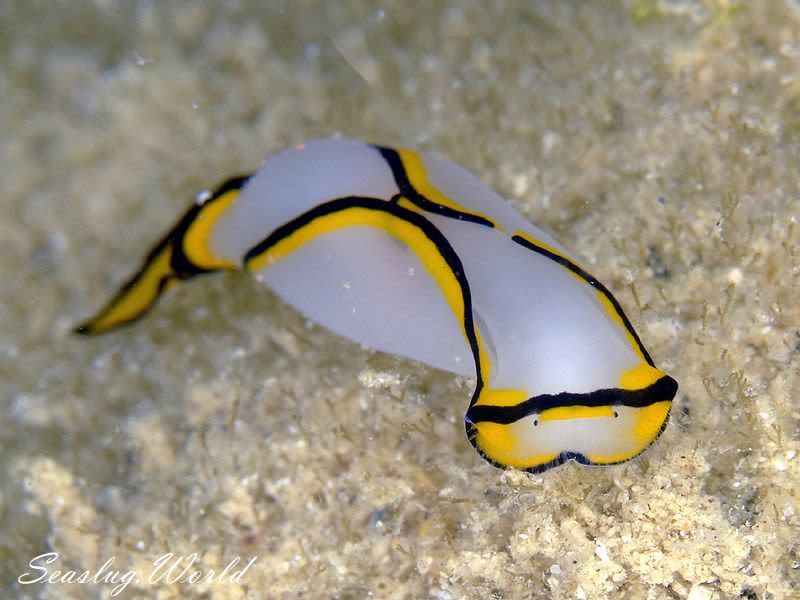 クロヘリシロツバメガイ Chelidonura pallida