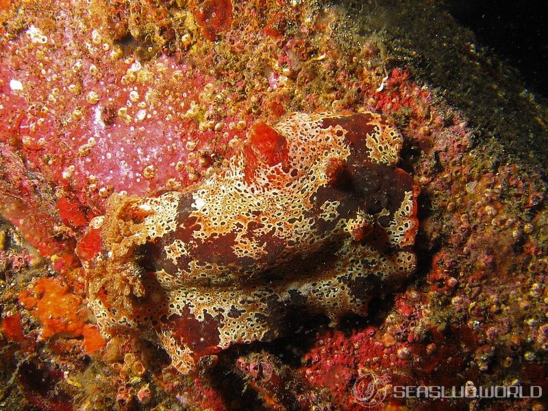 クモガタウミウシ Platydoris ellioti