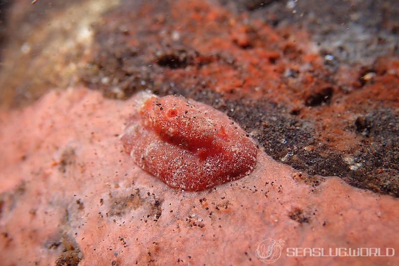 カザンウミウシ Sclerodoris tuberculata