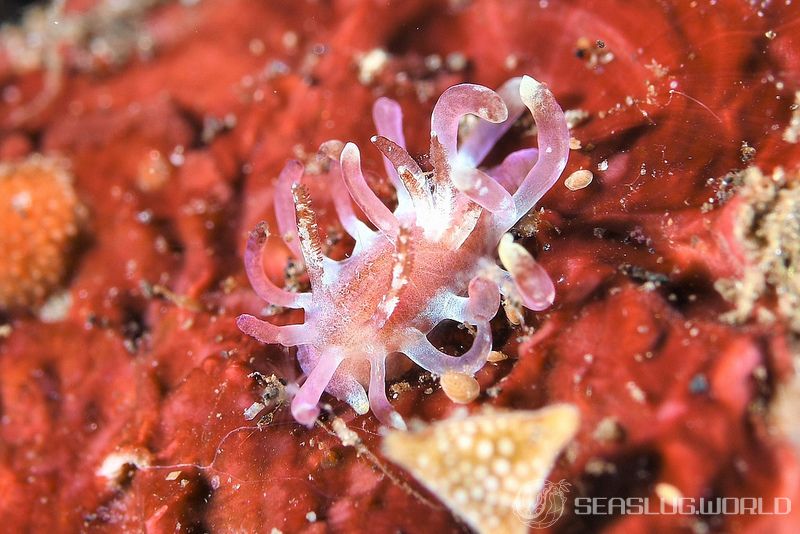 専門店では ウミウシ百科事典「Nudibranchs Encyclopedia」1001