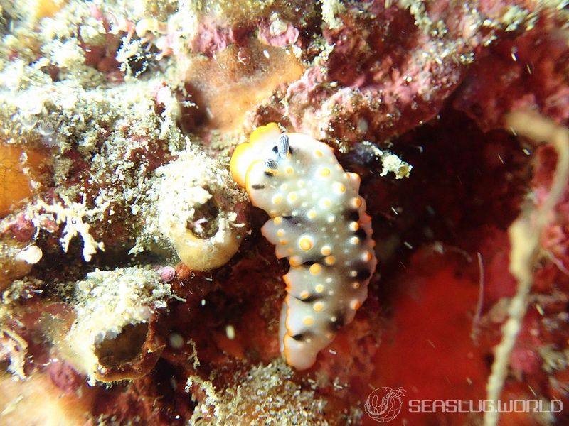 ハナオトメウミウシ Dermatobranchus ornatus