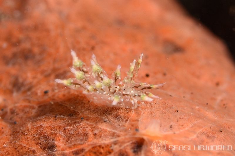 ハナサキコヤナギウミウシ Janolus incrustans