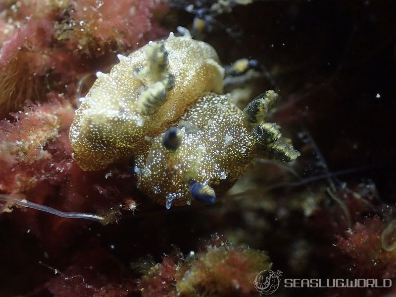 フジタウミウシ属の一種 4 Polycera sp. 4