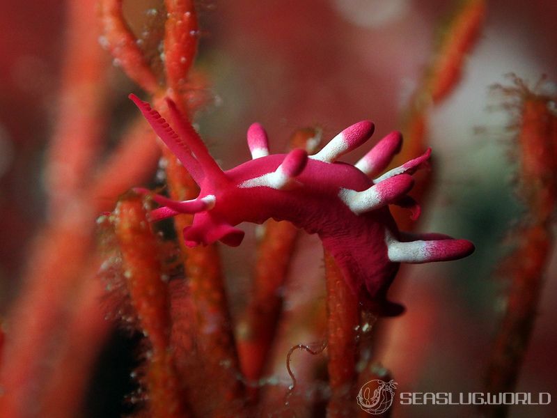 アカイバラウミウシ Ceratodoris kondoi