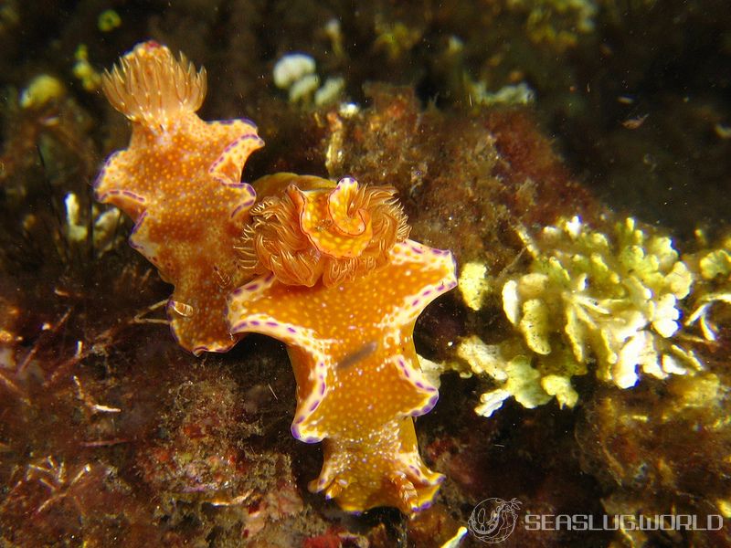 テヌウニシキウミウシ Ceratosoma tenue