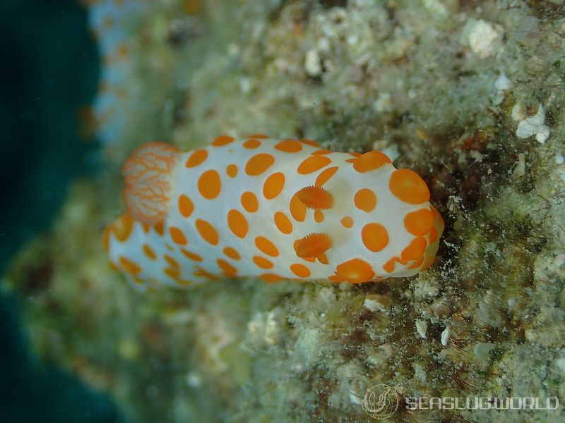 キイボキヌハダウミウシ Gymnodoris impudica