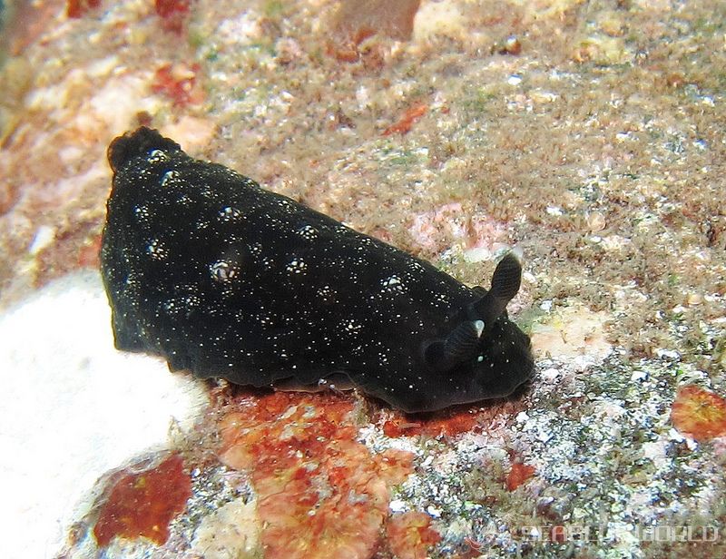 ホンクロシタナシウミウシ Dendrodoris nigra