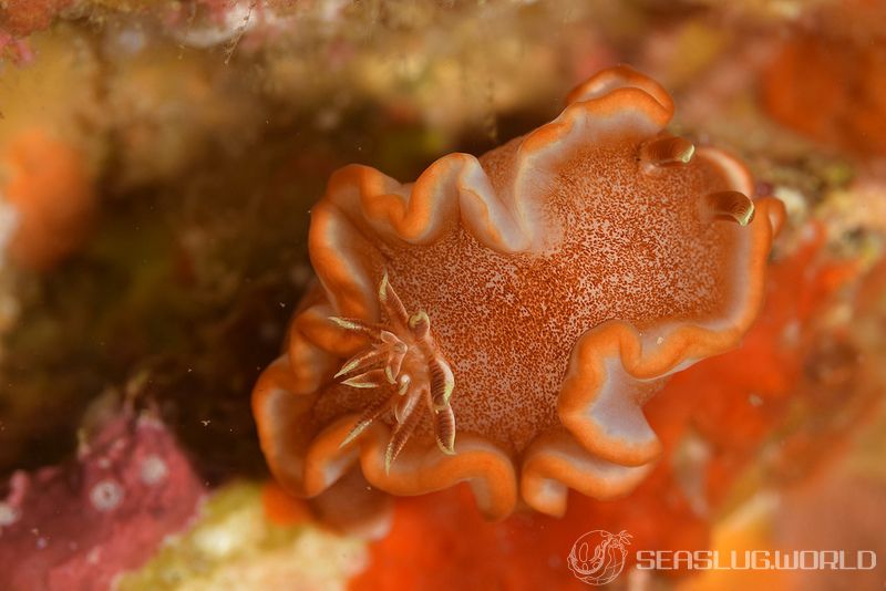 キャラメルウミウシ Glossodoris rufomarginata