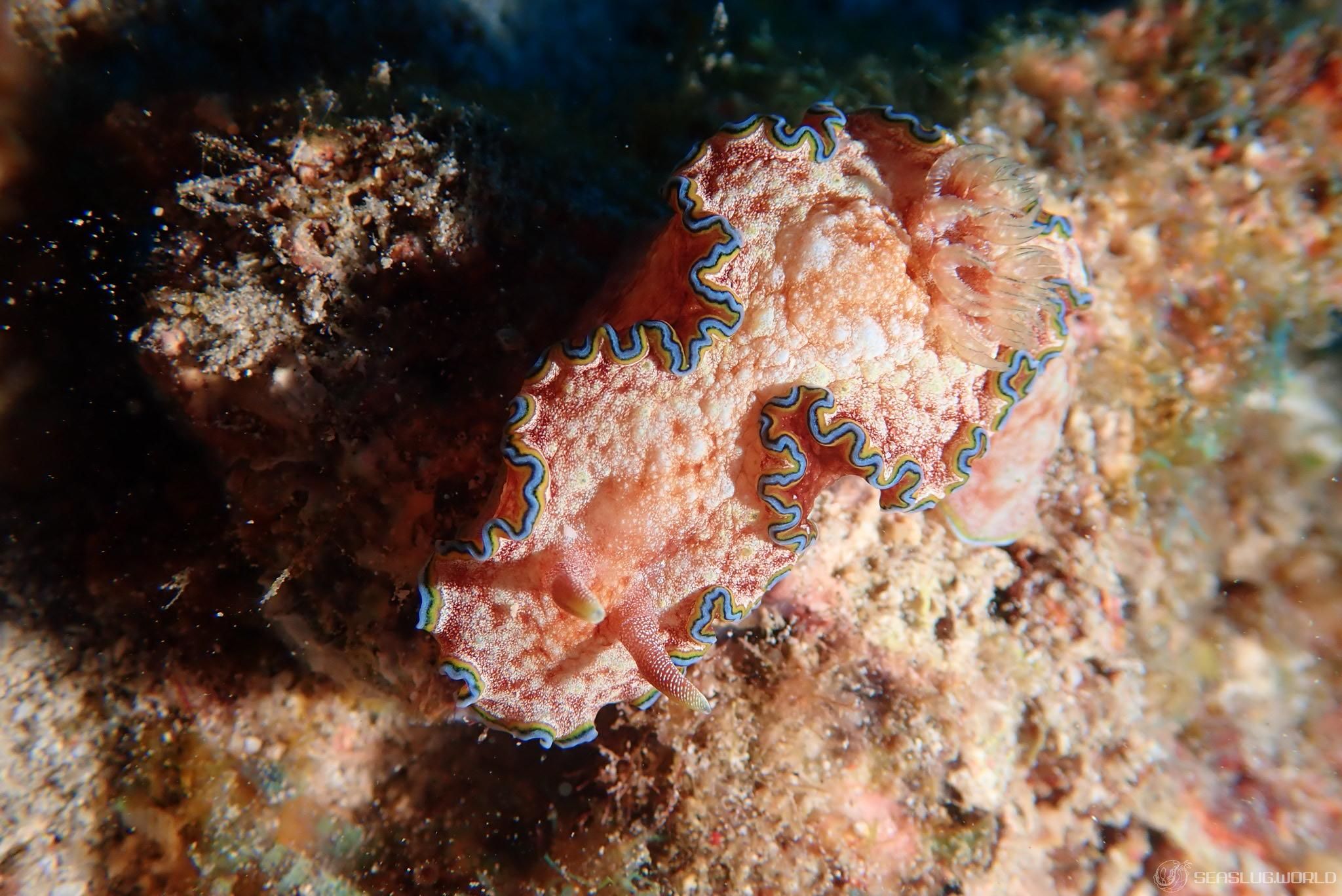 モンジャウミウシ Glossodoris cf. cincta