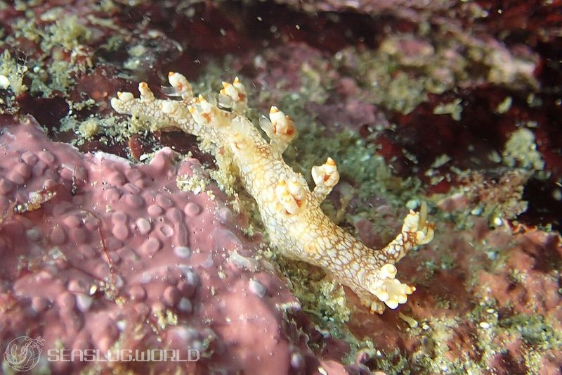 ユビウミウシ Bornella stellifer