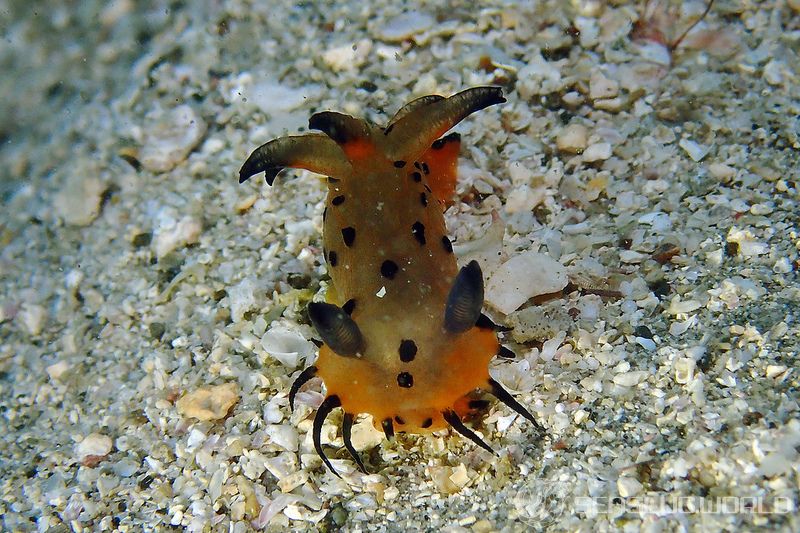 コソデウミウシ Polycera abei