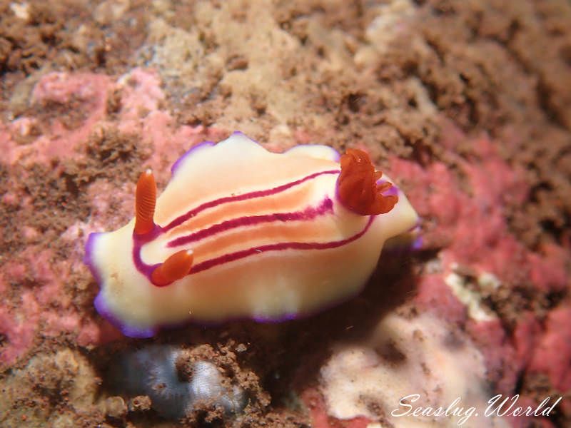 エマイロウミウシ Hypselodoris emma