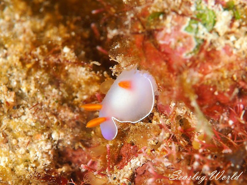 ゾウゲイロウミウシ Hypselodoris bullockii