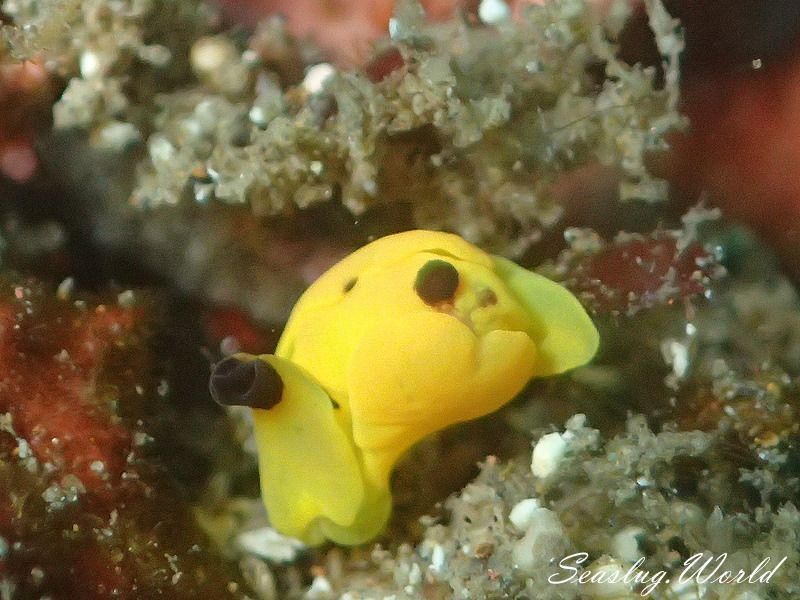 キイロウミコチョウ Siphopteron flavum