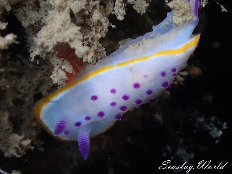 クリヤイロウミウシ Mexichromis mariei