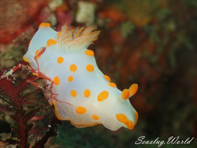 キイボキヌハダウミウシ Gymnodoris impudica