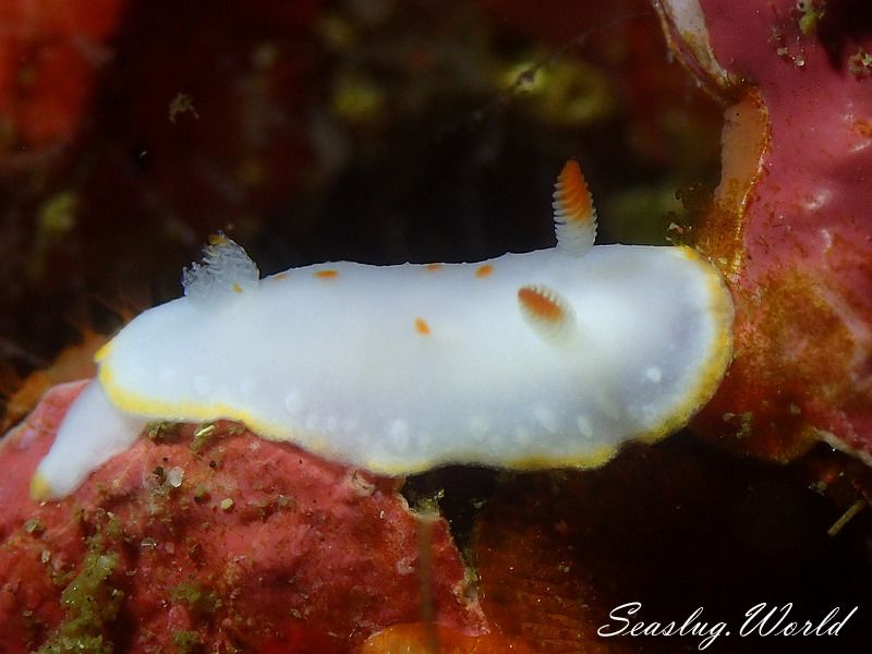 シラユキウミウシ Verconia Nivalis 世界のウミウシ