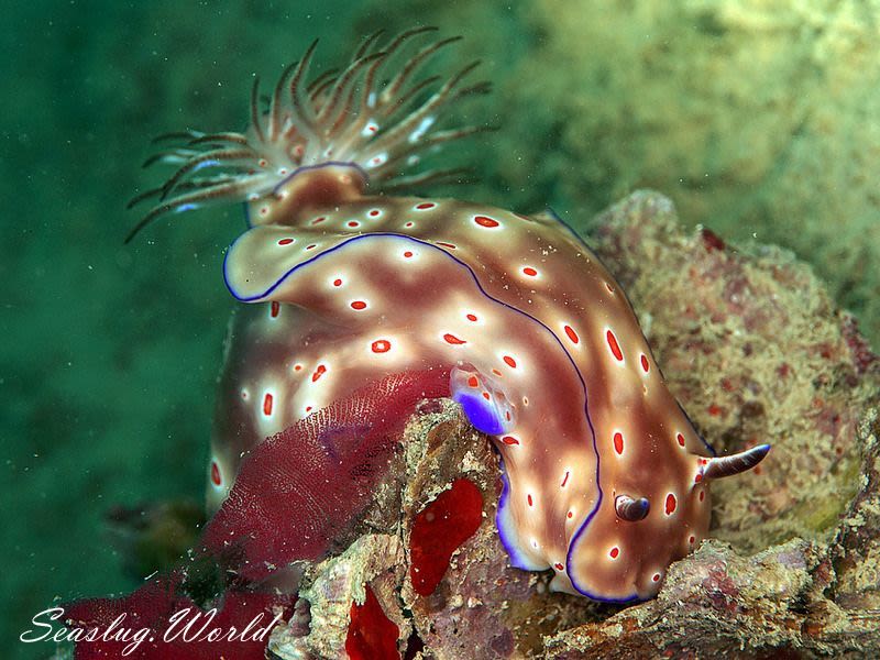 ニシキウミウシ Ceratosoma trilobatum