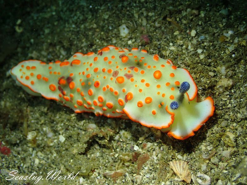 ハナオトメウミウシ Dermatobranchus ornatus