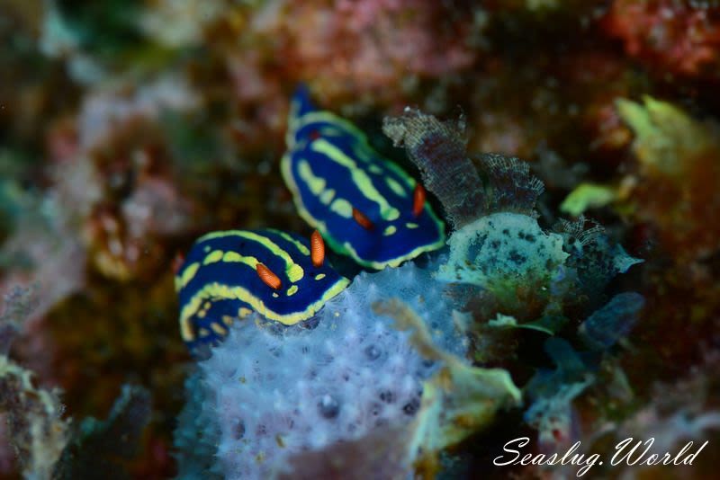 アオウミウシ Hypselodoris festiva