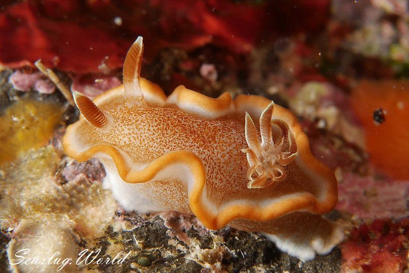 キャラメルウミウシ Glossodoris rufomarginata