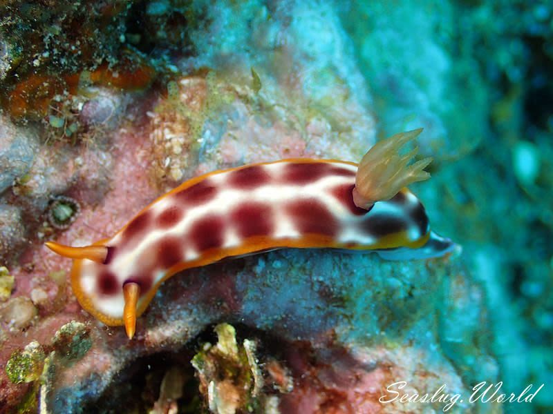 サビウライロウミウシ Hypselodoris purpureomaculosa