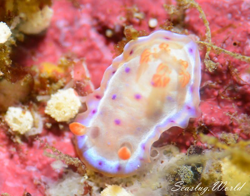 ミカドウミウシ Hexabranchus lacer