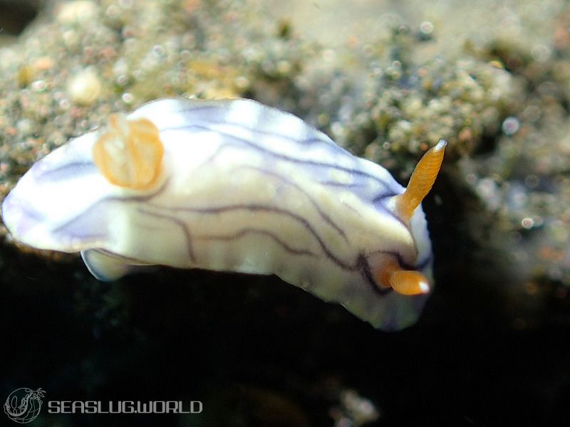 ソヨカゼイロウミウシ Hypselodoris zephyra