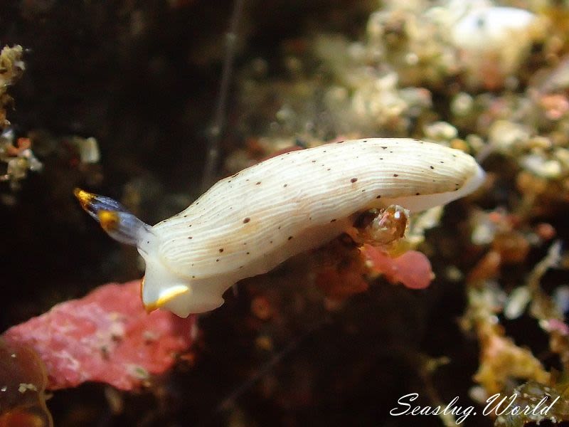 カメキオトメウミウシ Dermatobranchus primus