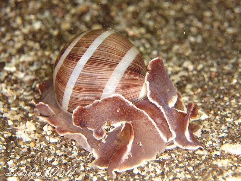 ヤカタガイ Hydatina albocincta