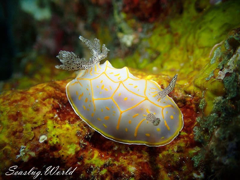 キスジカンテンウミウシ Halgerda diaphana