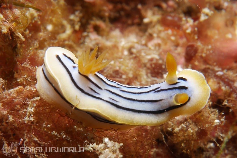 コールマンウミウシ Chromodoris colemani