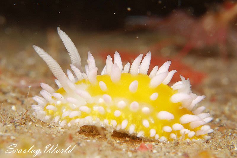 イガグリウミウシ Cadlinella ornatissima