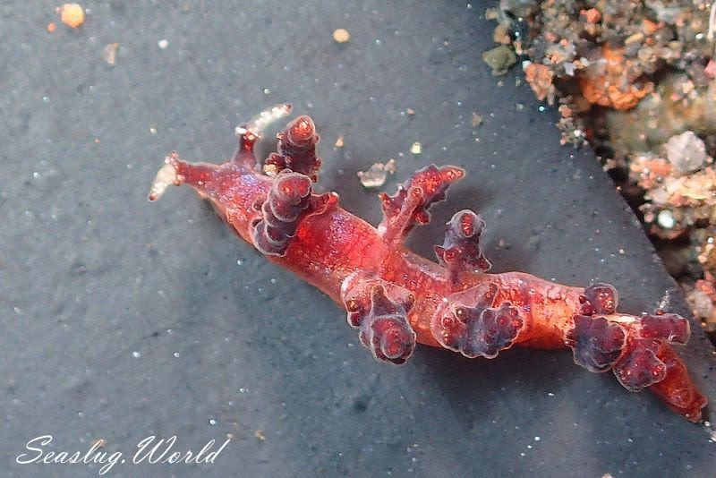 カベイロ・ルブロレティクラータ Kabeiro rubroreticulata