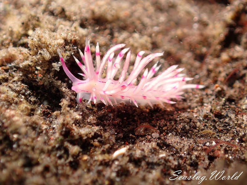 サンドラミノウミウシ Unidentia sandramillenae